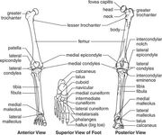 100lowerlimb