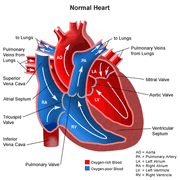 100tricuspid
