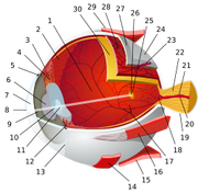 250px-Eye-diagram no circles border.svg