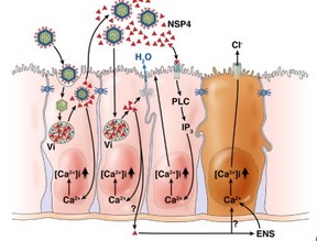 Arquivo:Rotavirus - Entrada.jpg