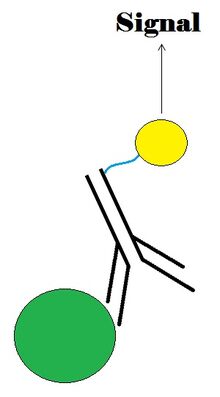 Immunoassay.jpg