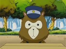 Raccoon