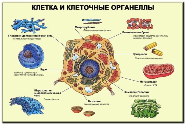 Файл:MeZy9 Eu9LY.jpg