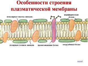 Липибныйбислой.jpg