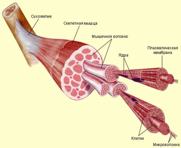 Файл:Мышца2.jpg