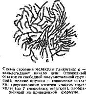 Гликоген.gif
