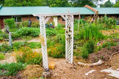 Bog garden