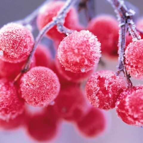File:Frostberries.jpeg