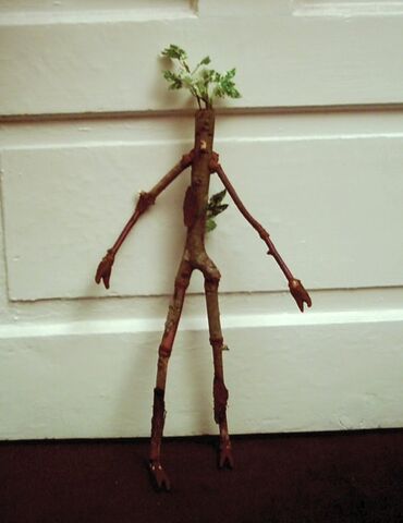 File:Bowtruckle.jpg