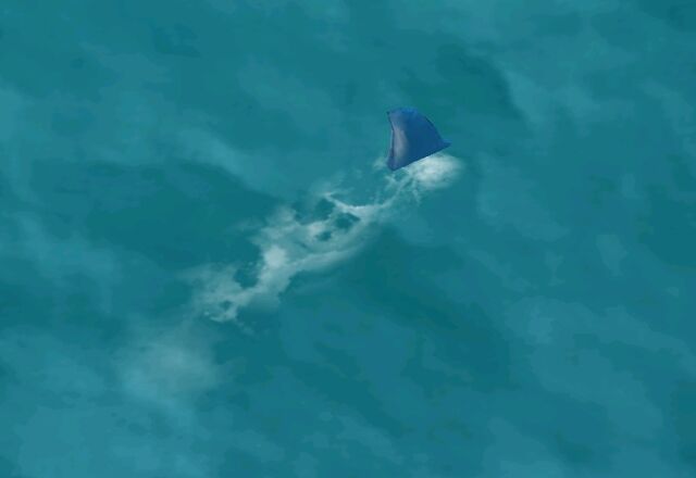 File:Shark.jpeg
