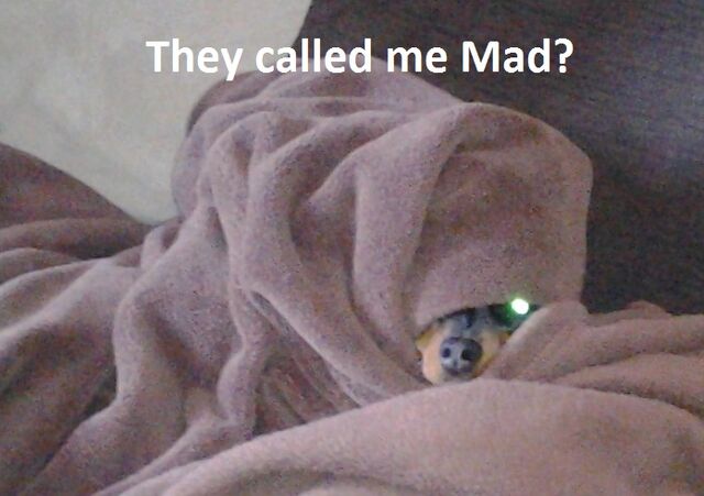 File:1 eyed xenajack.jpg