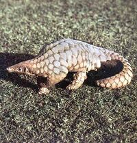 Pangolin1.jpg