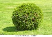 Bush
