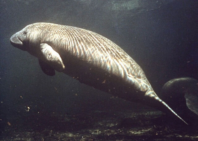 Arquivo:Peixe-boi.jpg