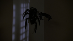 Araignée.png