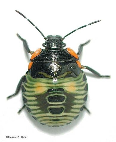 File:Green stink bug nymph.jpg