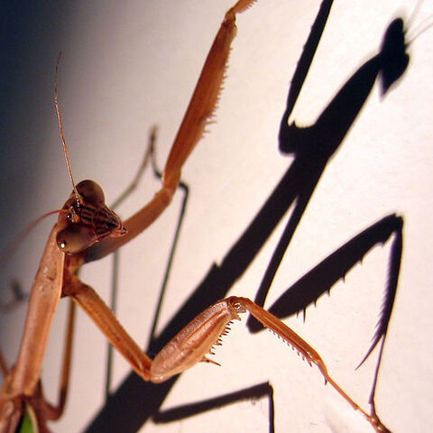 File:2004-08-28 mantis shadowed.jpg
