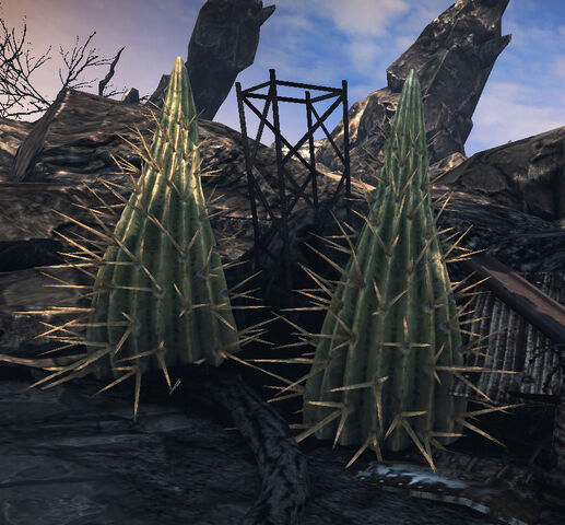 File:Cacti.jpg