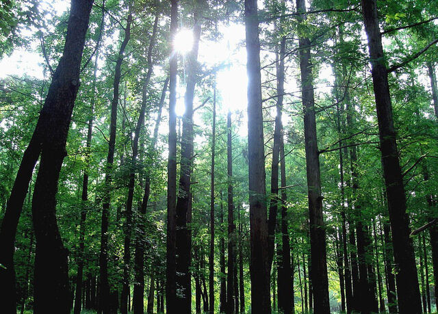 檔案:Forest Osaka Japan.jpg