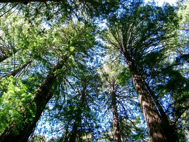 檔案:Muir Wood10.jpg