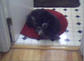 Thumbnail for version as of 12:07, July 24, 2011