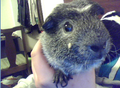 Thumbnail for version as of 12:05, July 24, 2011