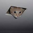 Ceiling cat
