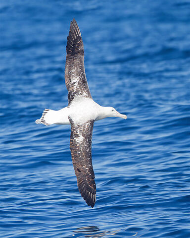 Archivo:480px-Diomedea exulans in flight 2 - SE Tasmania.jpg