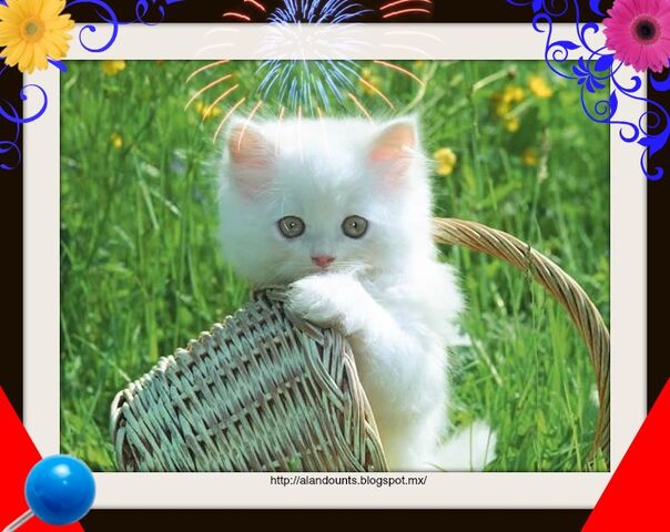 Archivo:Animales-mas-tiernos-del-mundo-6.jpg