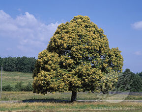SweetChestnut