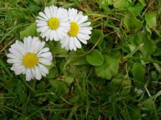 Bellis perennis daisy