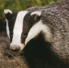 Badger 1