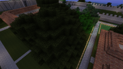 Byzanthium tree farm