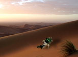 Dok-in-mojave