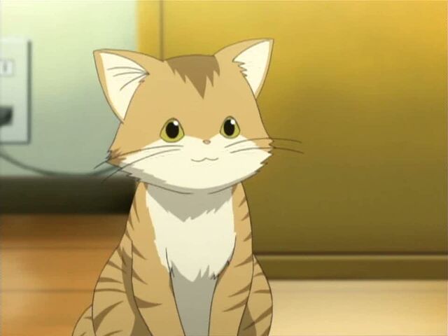 File:Katsukicat.jpg