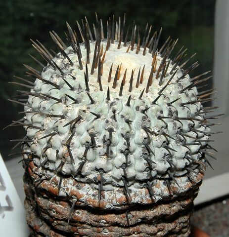 File:Copiapoa cinerea001.jpg