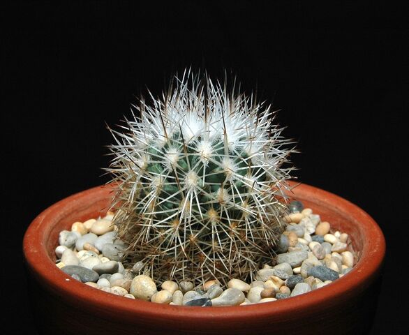 File:Turbinicarpus beguinii100.jpg