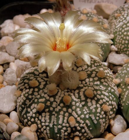 File:Astrophytum asterias00002.jpg