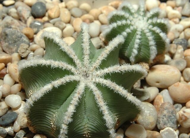 File:Aztekium hintonii00.jpg