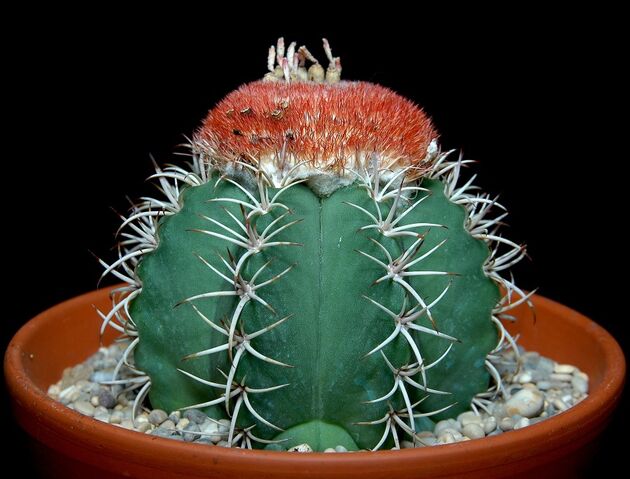 File:Melocactus matanzanus100.jpg