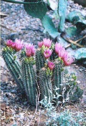File:Pink Princess.jpg