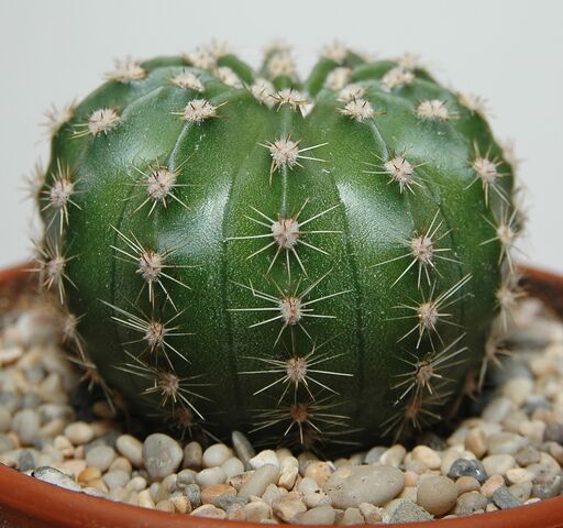 File:Echinopsis oxygona0.jpg
