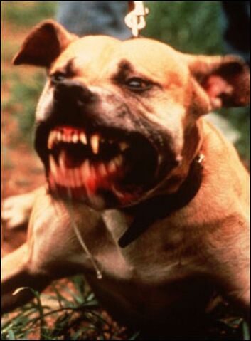 File:Pitbull.jpg