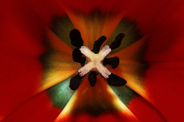 File:Personal RoachTheIntelCollector Flag of Nature.jpg