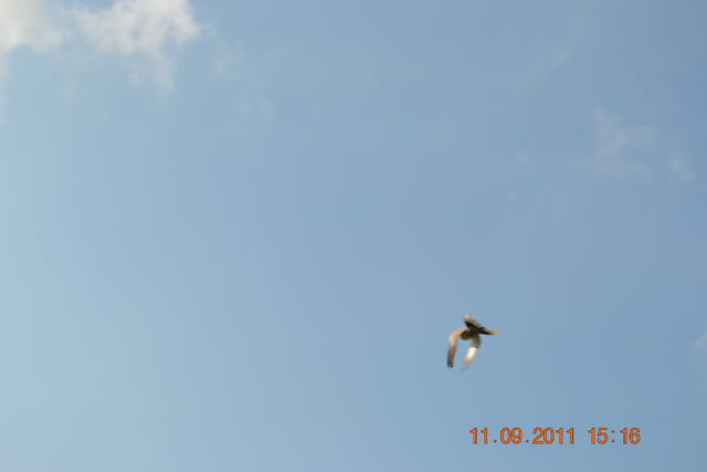File:DSC 0036.jpg