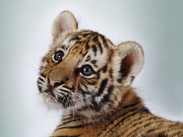 File:Tiger cub.jpg