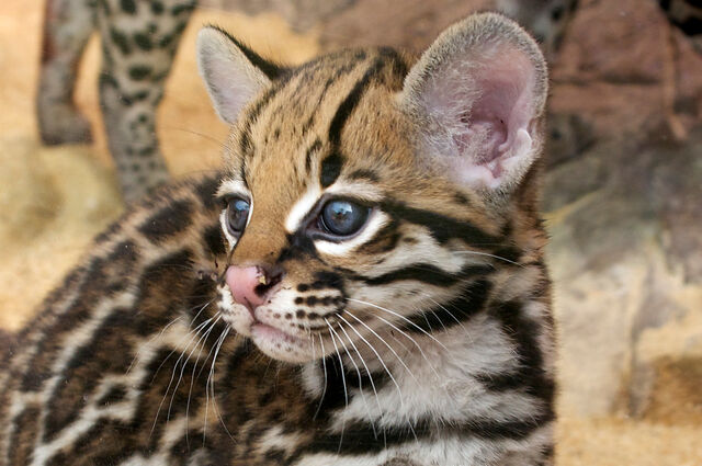 File:Ocelot cub.jpg