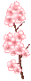 CherryBlossomBranch