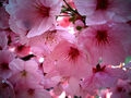 Thumbnail for version as of 22:42, February 19, 2012