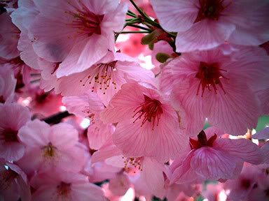 File:CherryBlossoms-2.jpg
